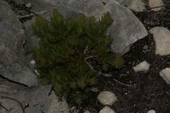 Leucadendron meridianum