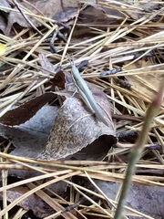 Leptysma marginicollis