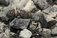 Adromischus caryophyllaceus