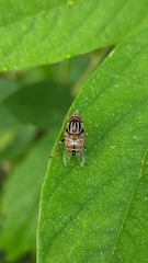 Eristalinus