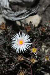 Lampranthus ceriseus