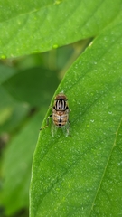 Eristalinus