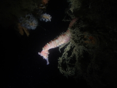 Hippocampus subelongatus