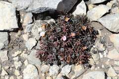 Lampranthus ceriseus