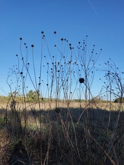 Cephalaria litvinovii