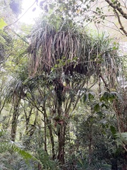 Pandanaceae