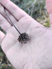 Cephalaria litvinovii