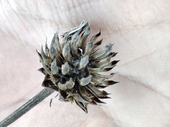 Cephalaria litvinovii