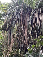Pandanaceae