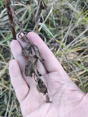 Cephalaria litvinovii