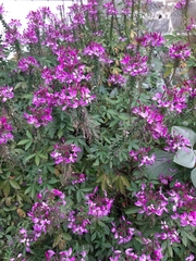 Lonchocarpus