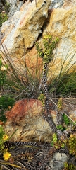 Oedera capensis