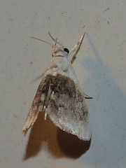 Lipocosmodes fuliginosalis