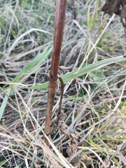 Cephalaria litvinovii