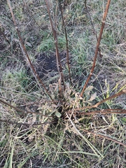 Cephalaria litvinovii