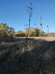 Cephalaria litvinovii