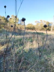 Cephalaria litvinovii