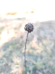 Cephalaria litvinovii