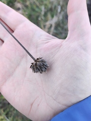 Cephalaria litvinovii