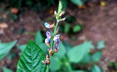 Tadehagi triquetrum