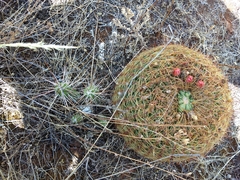 Oroya peruviana