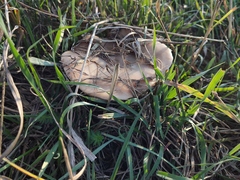 Lepista personata