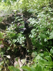 Helvella jocatoi