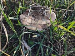 Lepista personata