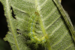 Hemileucinae