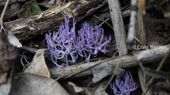 Ramariopsis pulchella