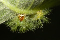 Hemileucinae
