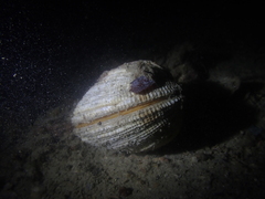 Veneridae