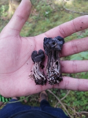 Helvella jocatoi