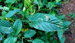Tadehagi triquetrum
