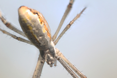 Argiope protensa