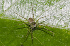 Thaumasia