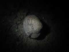 Veneridae