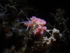 Phyllodesmium poindimiei