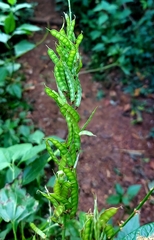 Tadehagi triquetrum