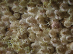 Hexanauplia
