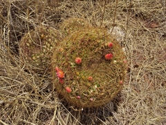 Oroya peruviana