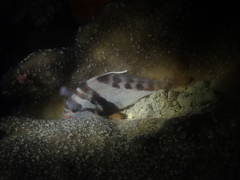 Goniistius gibbosus