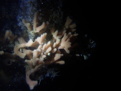 Porifera
