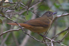 Tachyphonus coronatus