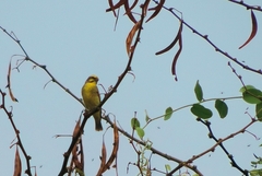 Crithagra mozambica