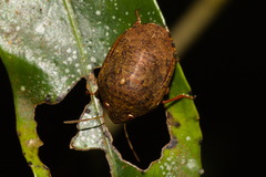 Symphylus