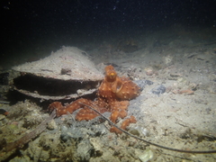 Callistoctopus ornatus