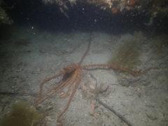 Callistoctopus ornatus