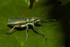Naupactus