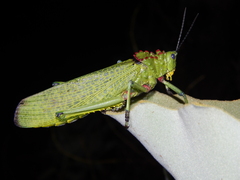Phymateus viridipes